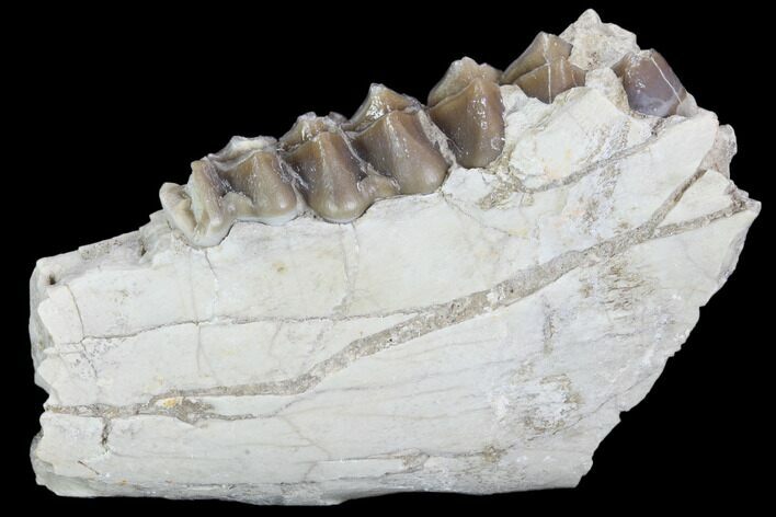 Oreodont (Leptauchenia) Jaw Section - South Dakota #101841